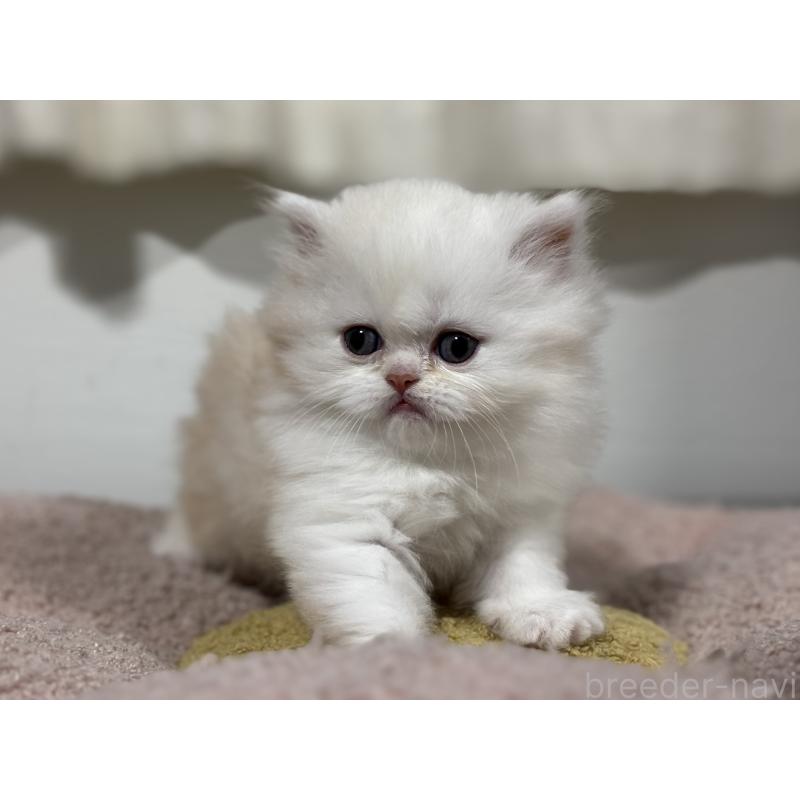 販売中の神奈川県のミヌエット-140048の13枚目