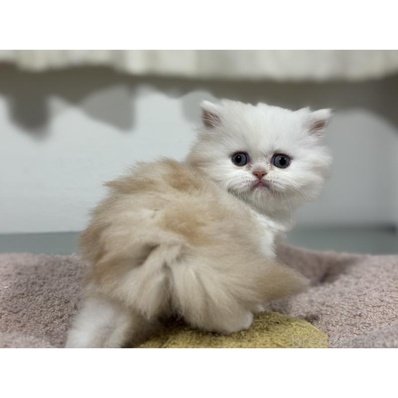 販売中の神奈川県のミヌエット-140048の8枚目