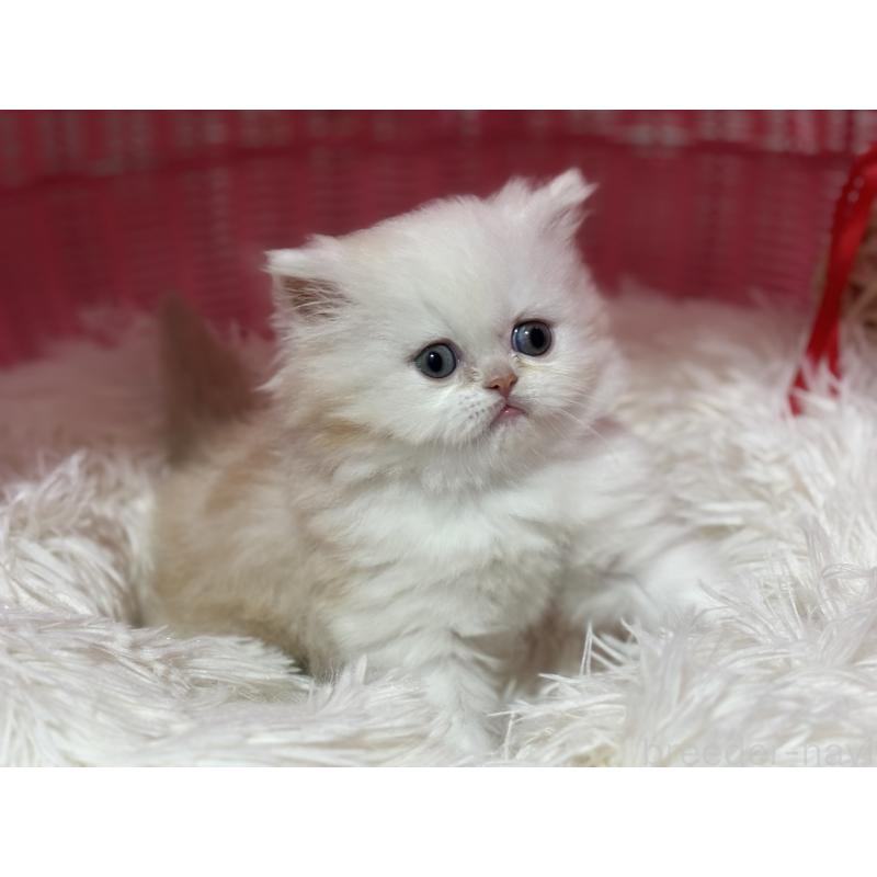 販売中の神奈川県のミヌエット-140048の3枚目