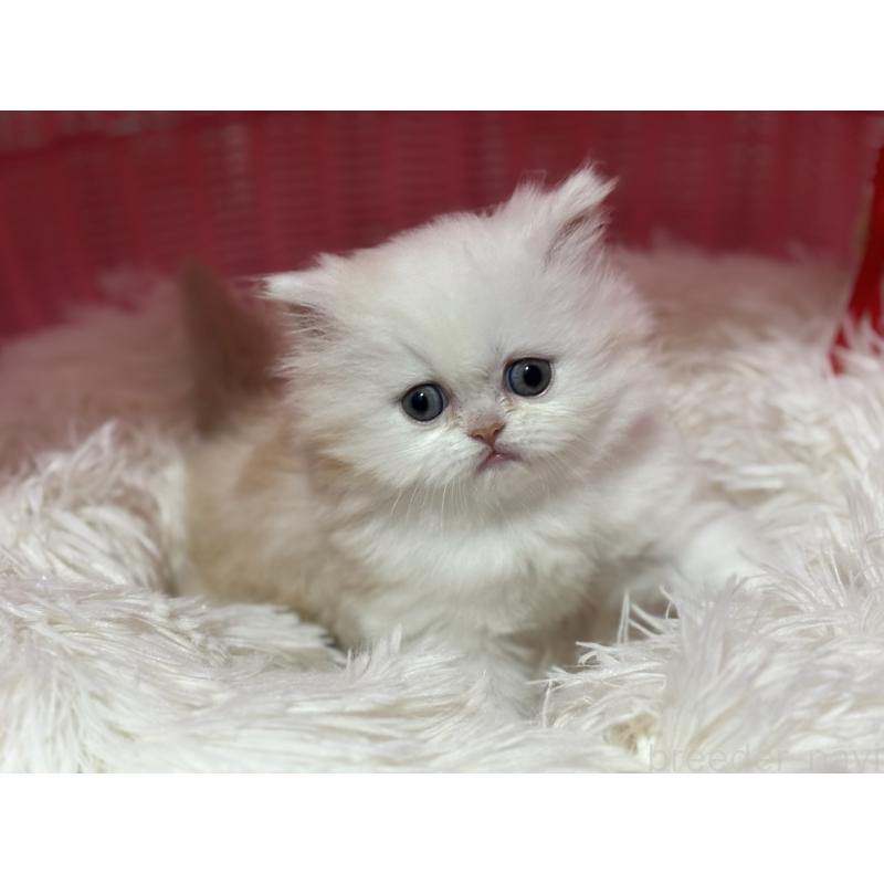 販売中の神奈川県のミヌエット-140048の2枚目