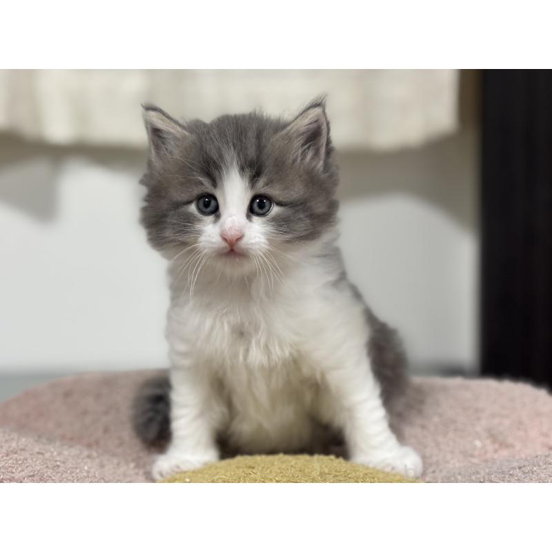 販売中の神奈川県のノルウェージャンフォレストキャット-140049の7枚目