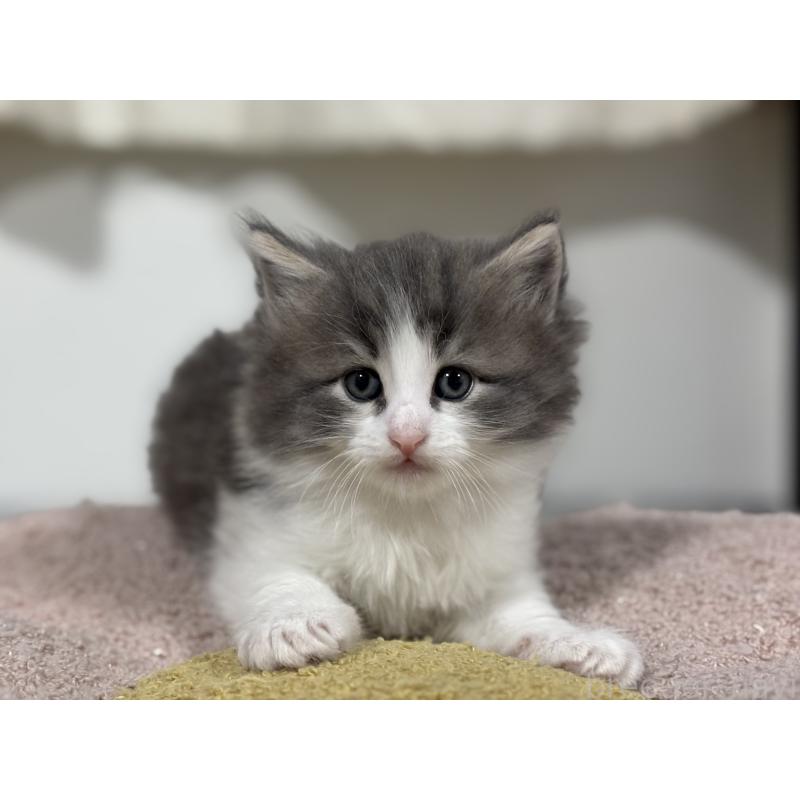 販売中の神奈川県のノルウェージャンフォレストキャット-140049の5枚目