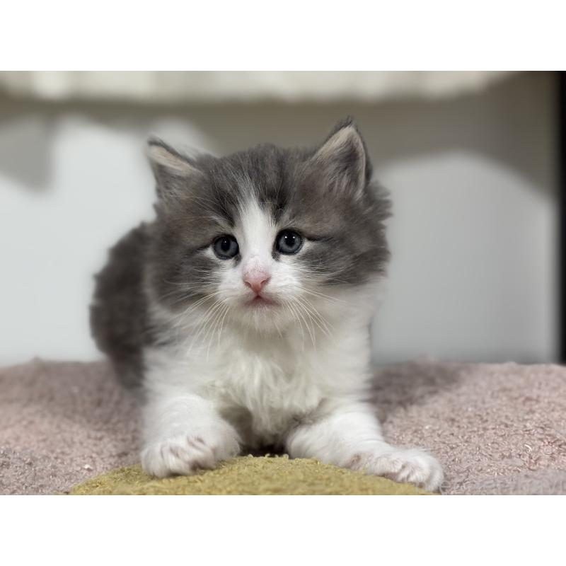 販売中の神奈川県のノルウェージャンフォレストキャット-140049の2枚目