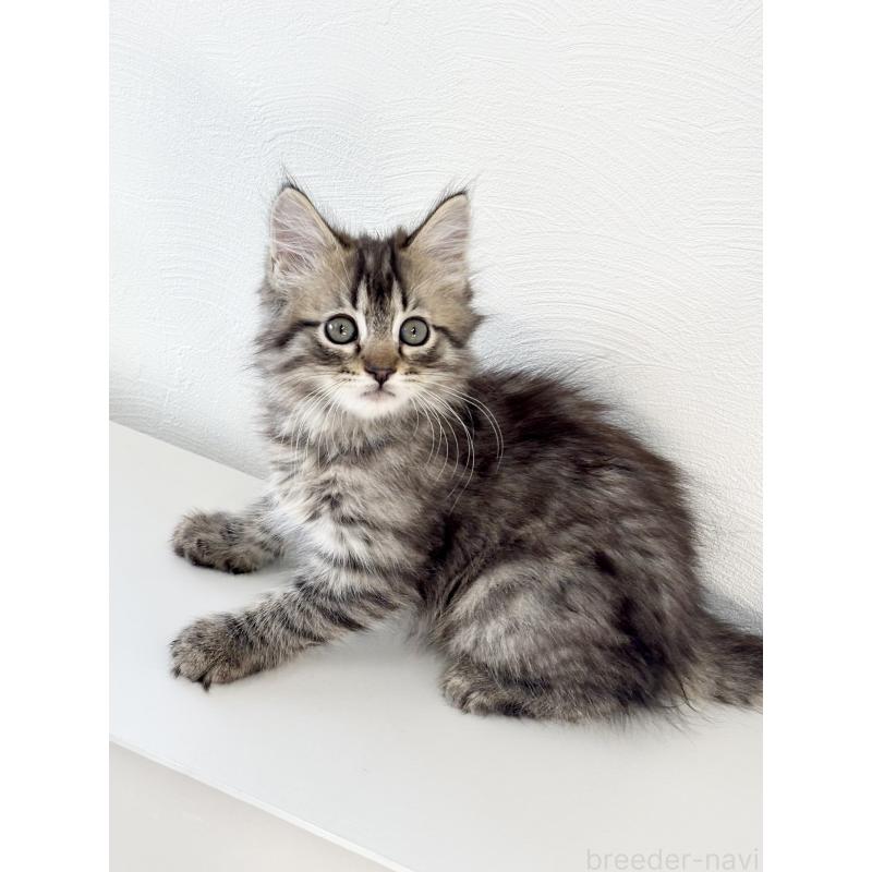 販売中の埼玉県のサイベリアン-140009の8枚目