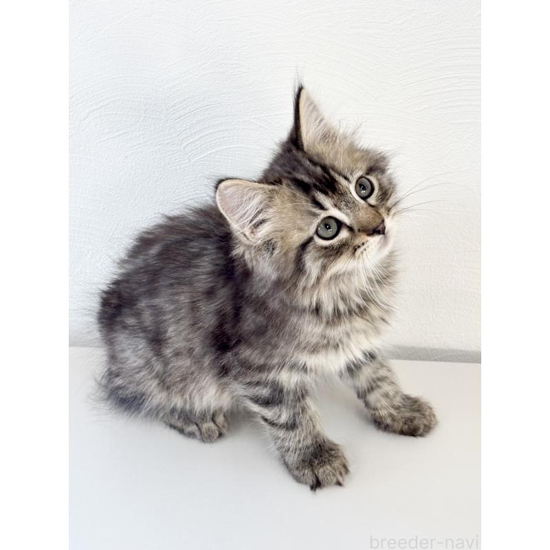 販売中の埼玉県のサイベリアン-140009の7枚目