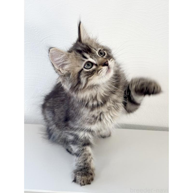 販売中の埼玉県のサイベリアン-140009の6枚目