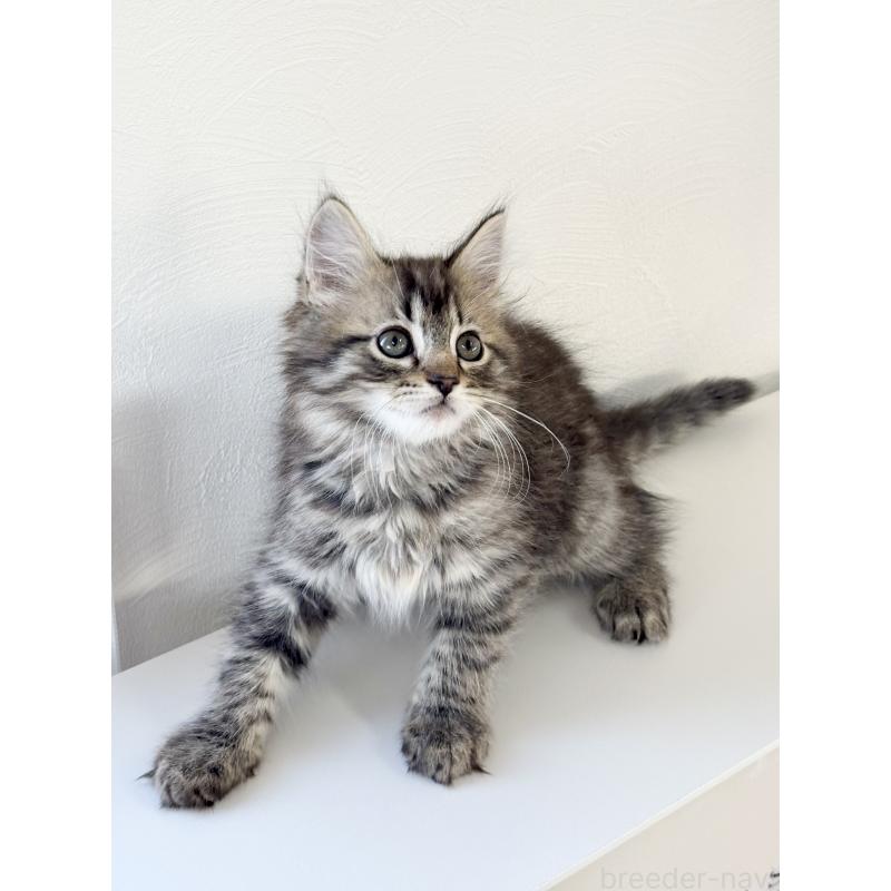 販売中の埼玉県のサイベリアン-140009の5枚目