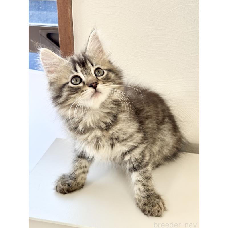 販売中の埼玉県のサイベリアン-140009の3枚目