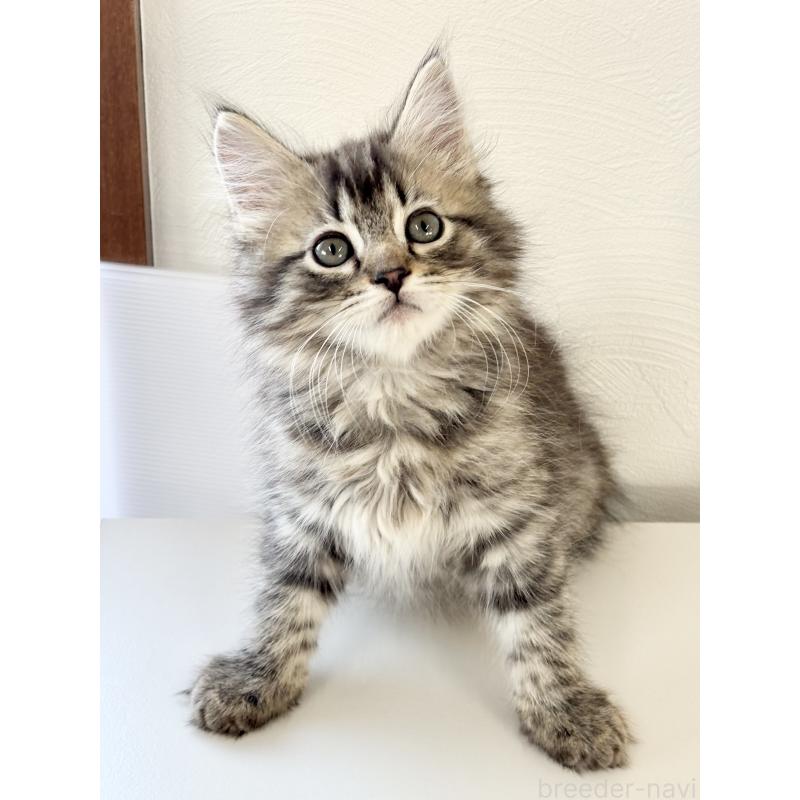 販売中の埼玉県のサイベリアン-140009の2枚目