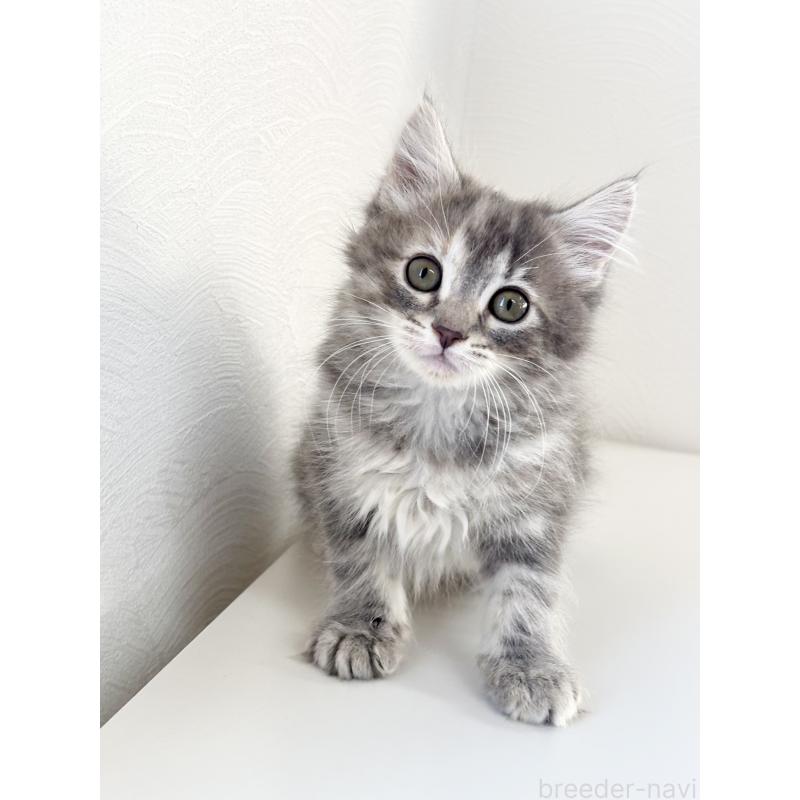 販売中の埼玉県のサイベリアン-140010の8枚目