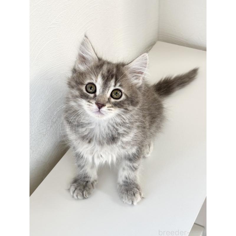 販売中の埼玉県のサイベリアン-140010の7枚目