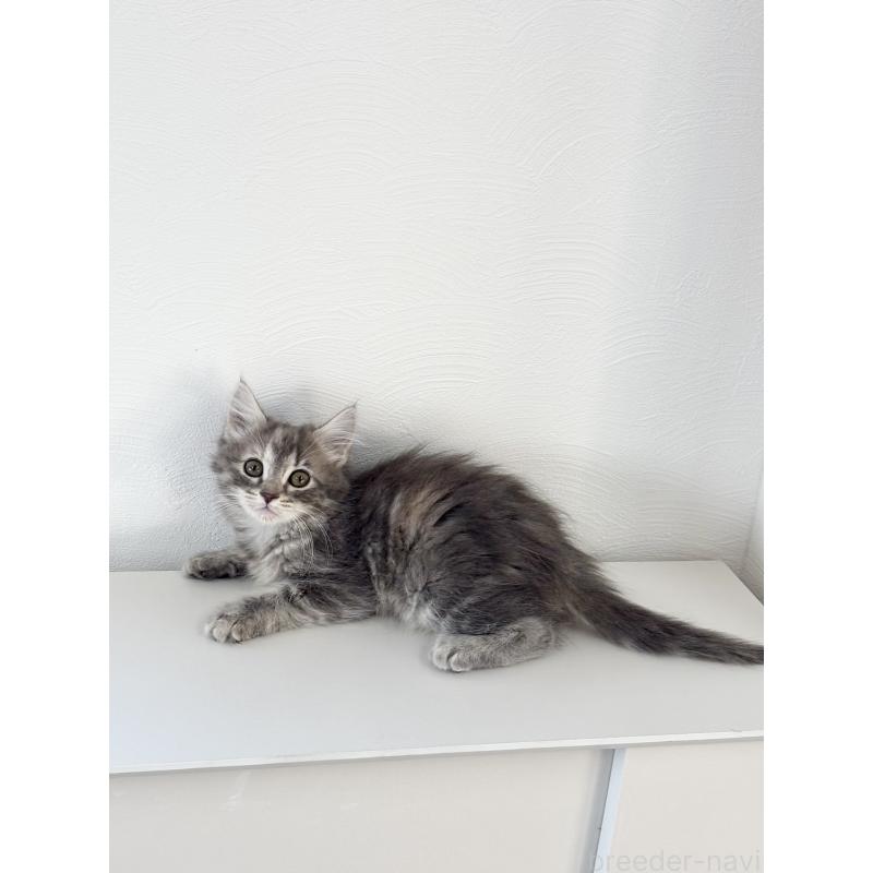 販売中の埼玉県のサイベリアン-140010の6枚目