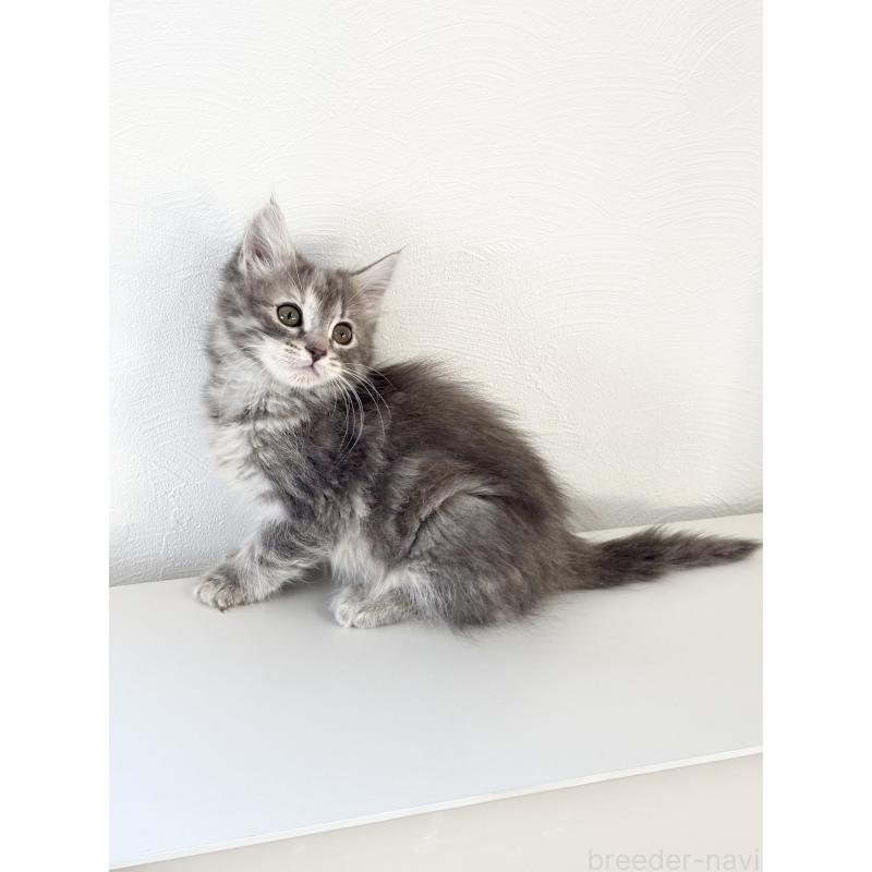 販売中の埼玉県のサイベリアン-140010の5枚目