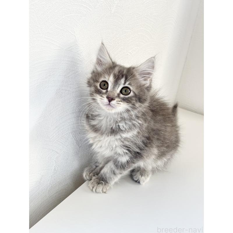 販売中の埼玉県のサイベリアン-140010の4枚目