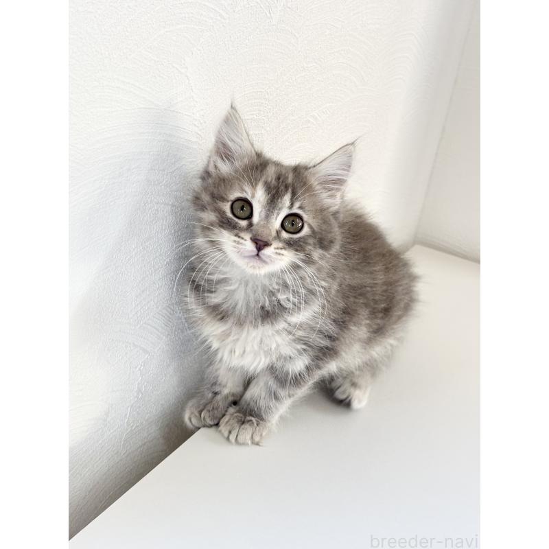 販売中の埼玉県のサイベリアン-140010の3枚目