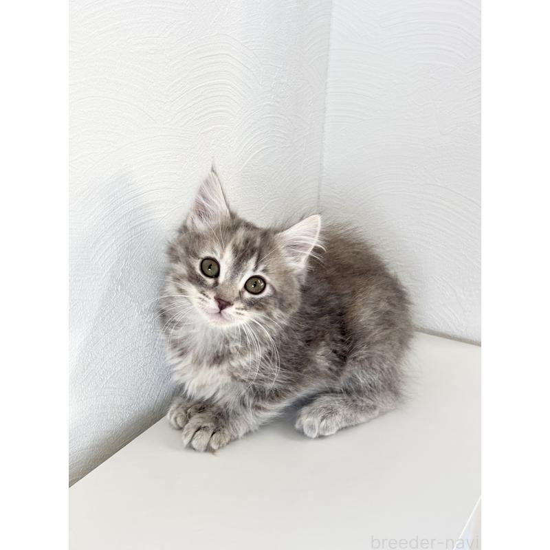 販売中の埼玉県のサイベリアン-140010の2枚目