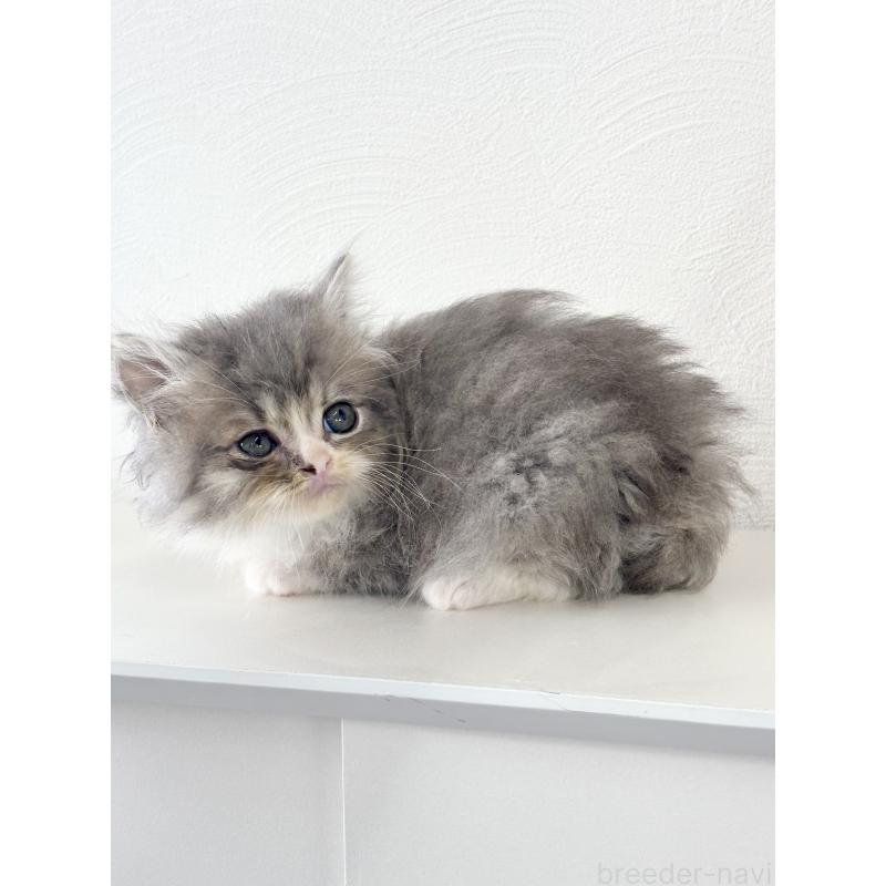 販売中の埼玉県のミックス-140011の3枚目