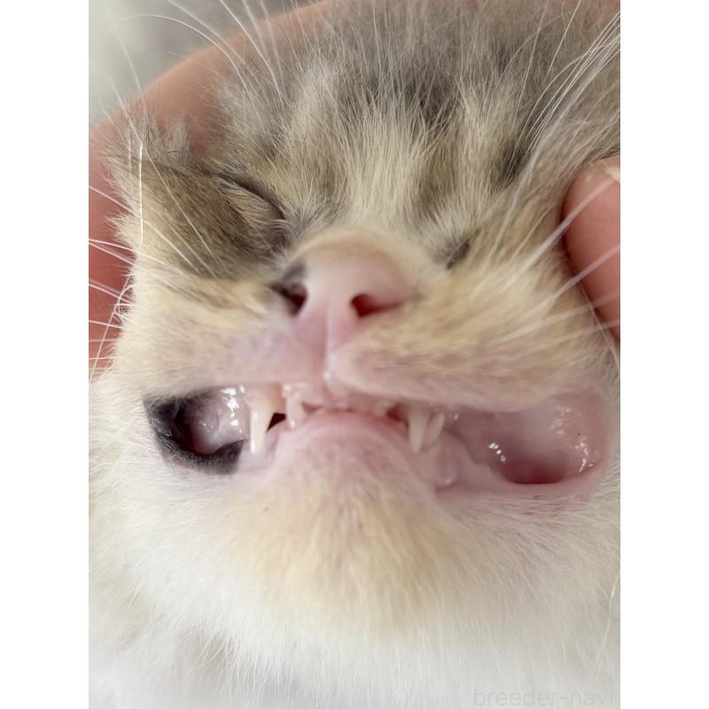 販売中の埼玉県のミックス-140011の2枚目