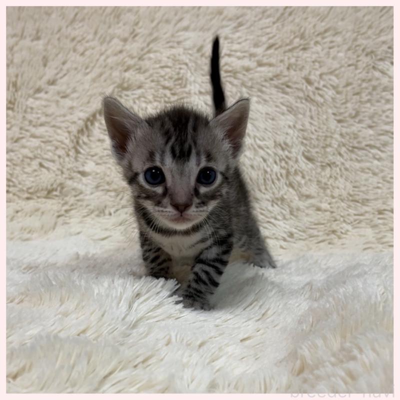 販売中の群馬県のベンガル-139235