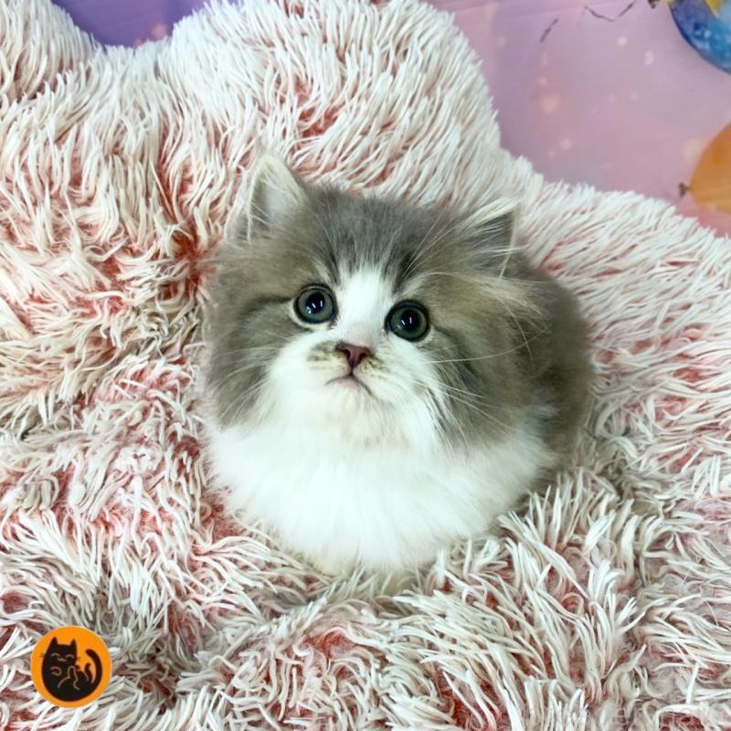 販売中の大阪府のスコティッシュフォールド-138442