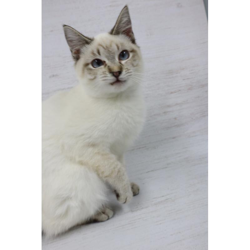 販売中の長野県のトイボブ-140012の10枚目