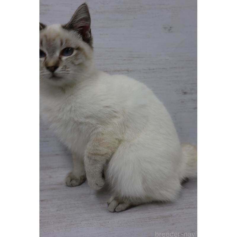 販売中の長野県のトイボブ-140012の9枚目