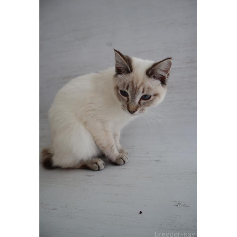 販売中の長野県のトイボブ-140012の8枚目