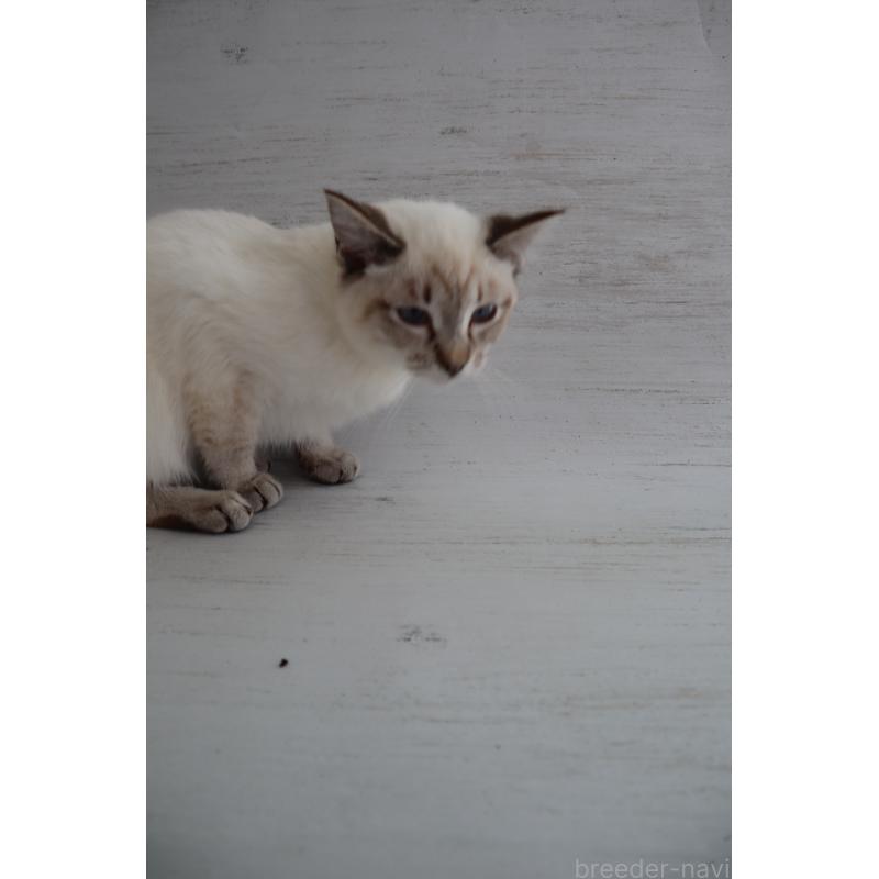 販売中の長野県のトイボブ-140012の7枚目