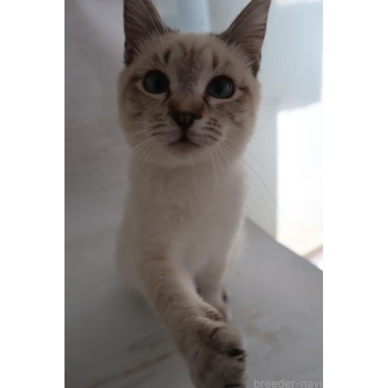 販売中の長野県のトイボブ-140012の6枚目