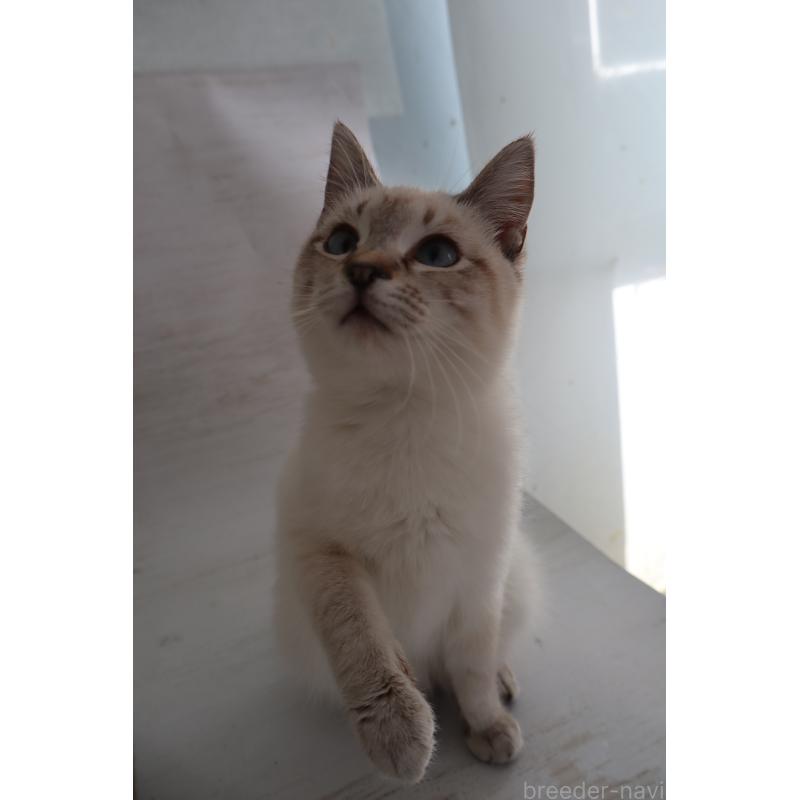 販売中の長野県のトイボブ-140012の5枚目