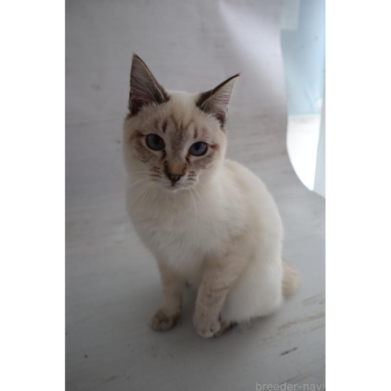 販売中の長野県のトイボブ-140012の4枚目