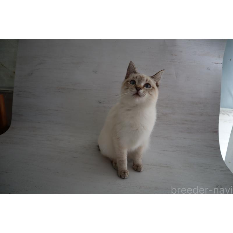 販売中の長野県のトイボブ-140012の3枚目