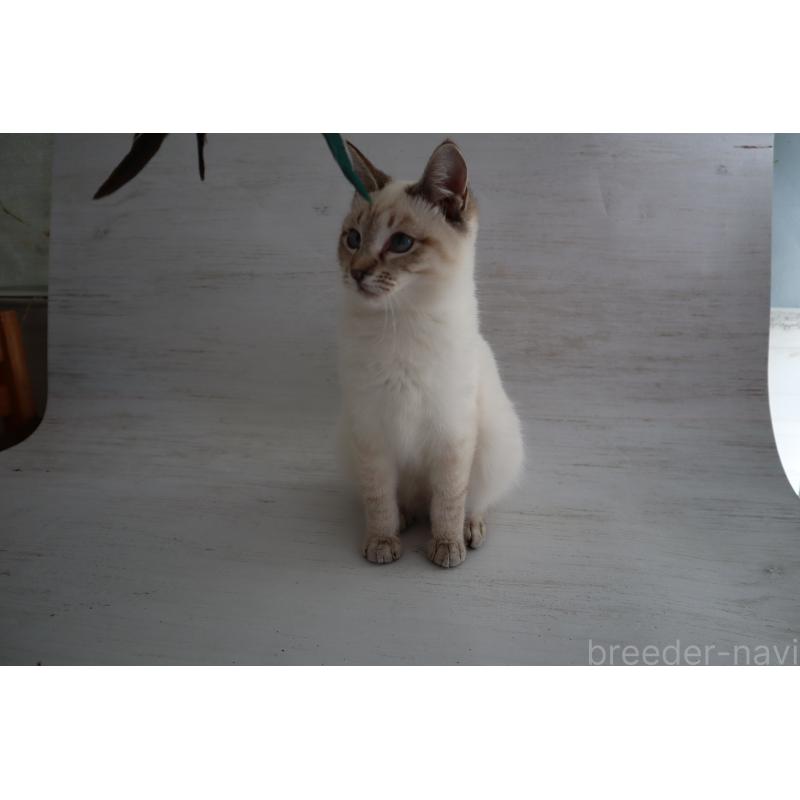 販売中の長野県のトイボブ-140012の2枚目