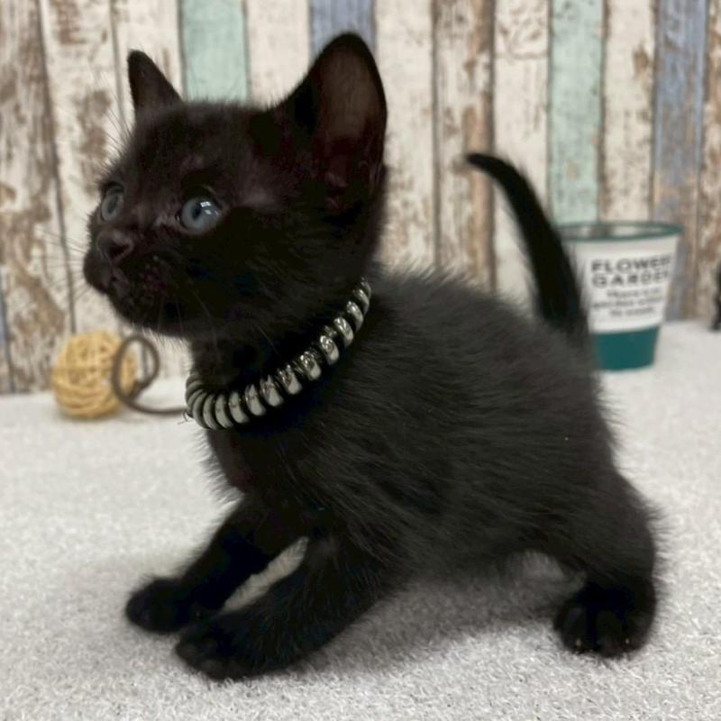 販売中の北海道のボンベイ-138995