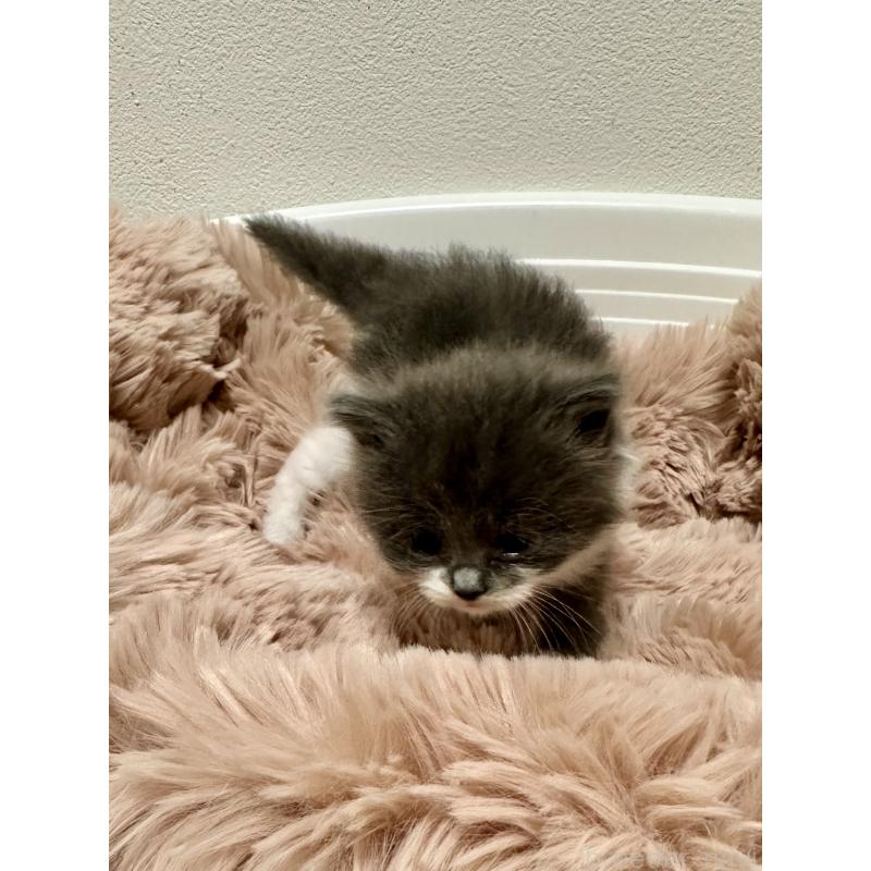 販売中の香川県のミヌエット-140051の2枚目