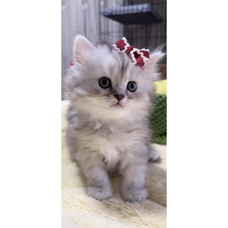 販売中の岐阜県のミヌエット-140056の9枚目