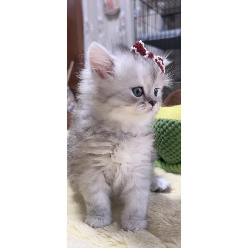 販売中の岐阜県のミヌエット-140056の8枚目