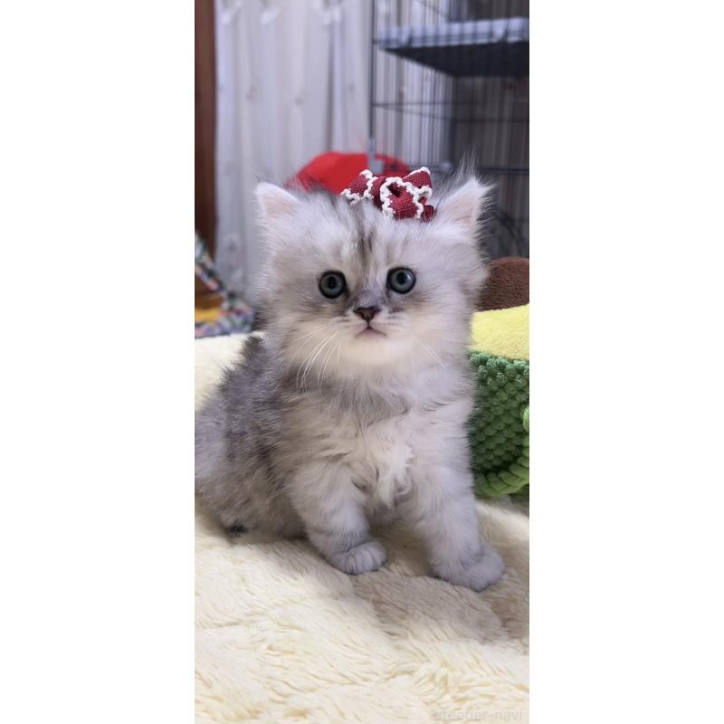 販売中の岐阜県のミヌエット-140056の7枚目