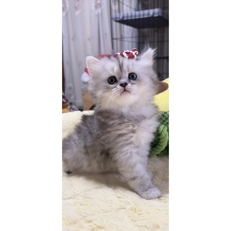 販売中の岐阜県のミヌエット-140056の6枚目