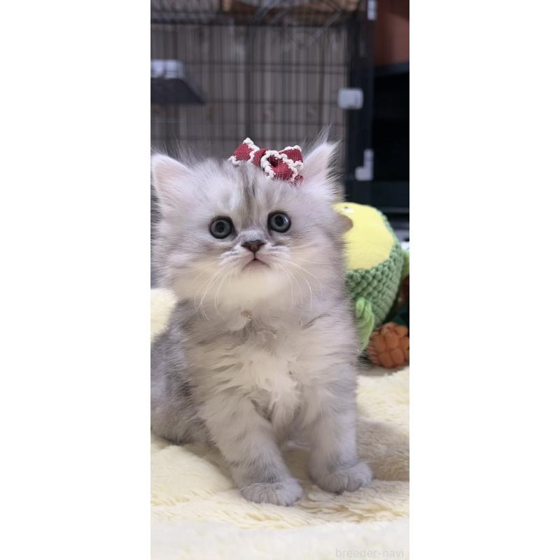 販売中の岐阜県のミヌエット-140056の5枚目