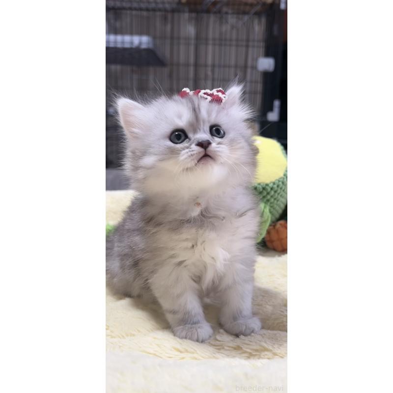 販売中の岐阜県のミヌエット-140056の4枚目