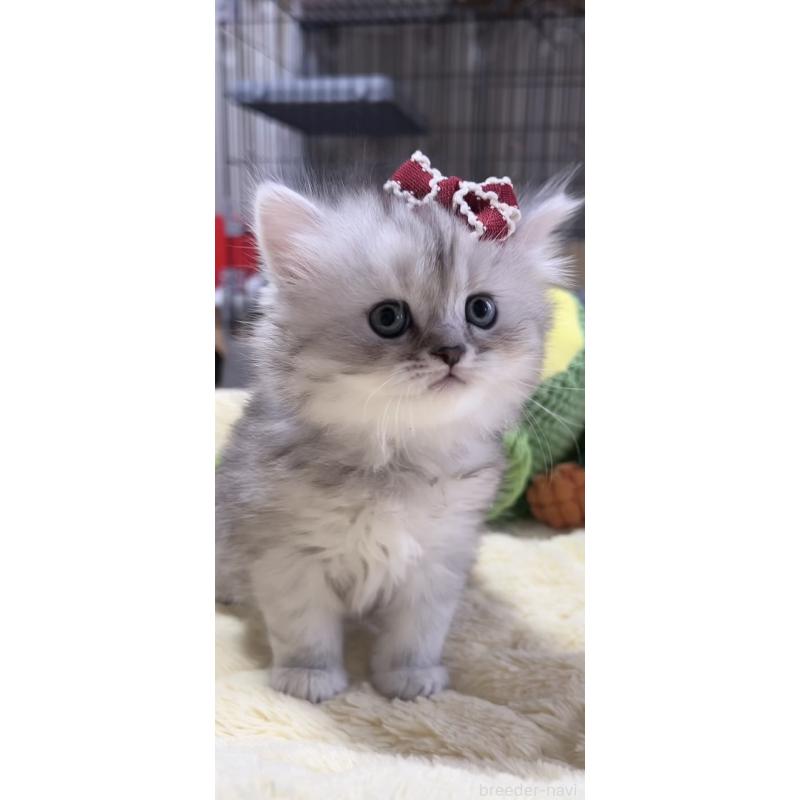 販売中の岐阜県のミヌエット-140056の3枚目