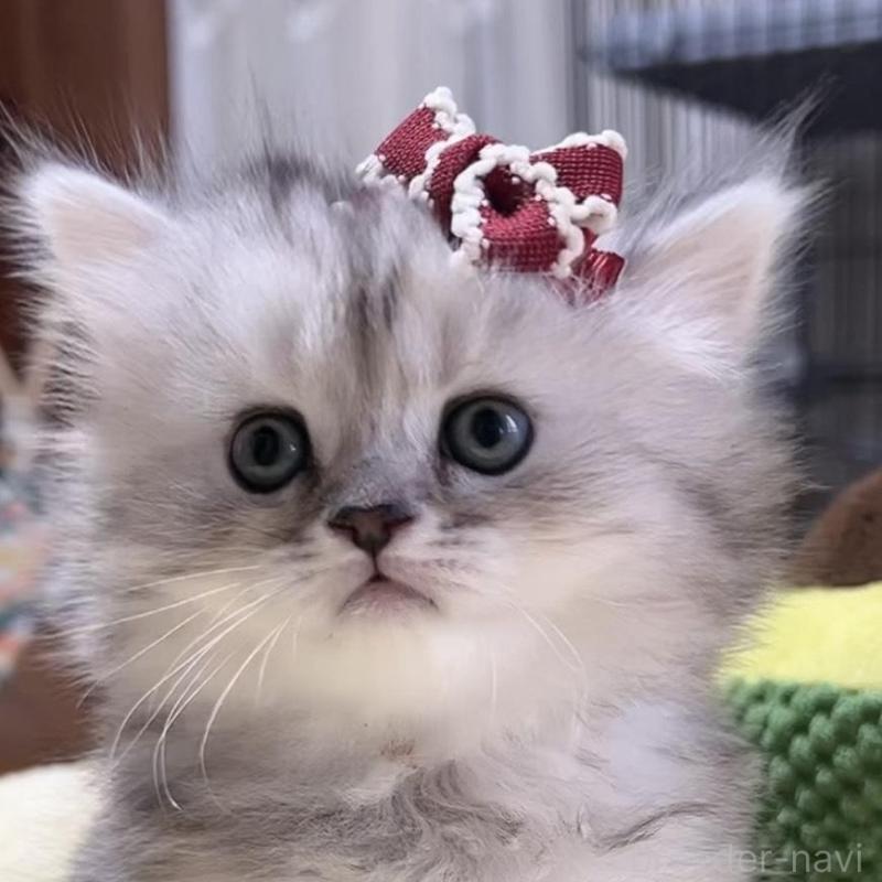 販売中の岐阜県のミヌエット-140056の1枚目