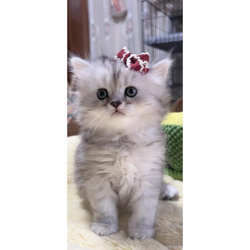 販売中の岐阜県のミヌエット-140056の2枚目