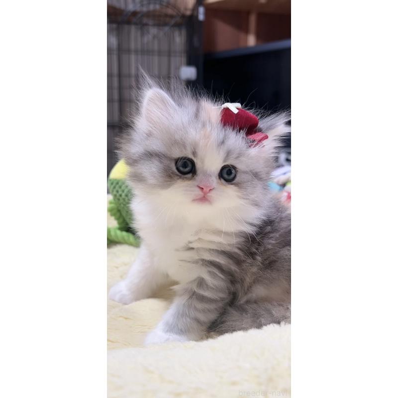 販売中の岐阜県のミヌエット-140057の9枚目