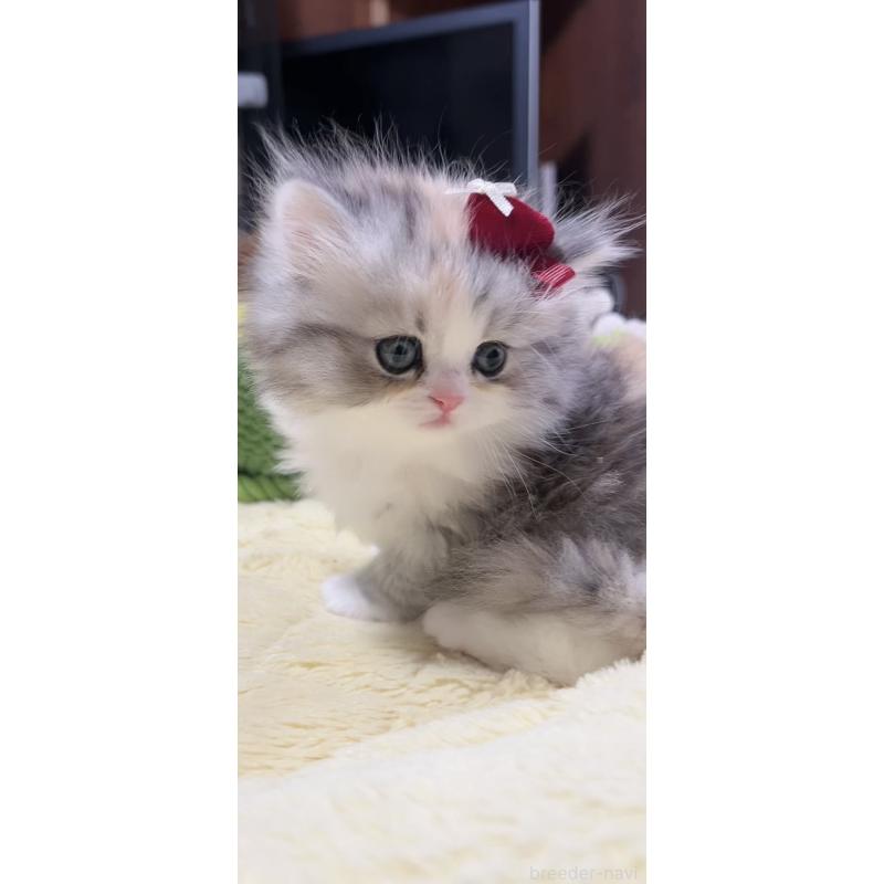 販売中の岐阜県のミヌエット-140057の8枚目