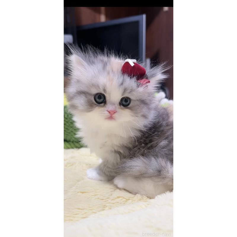 販売中の岐阜県のミヌエット-140057の7枚目