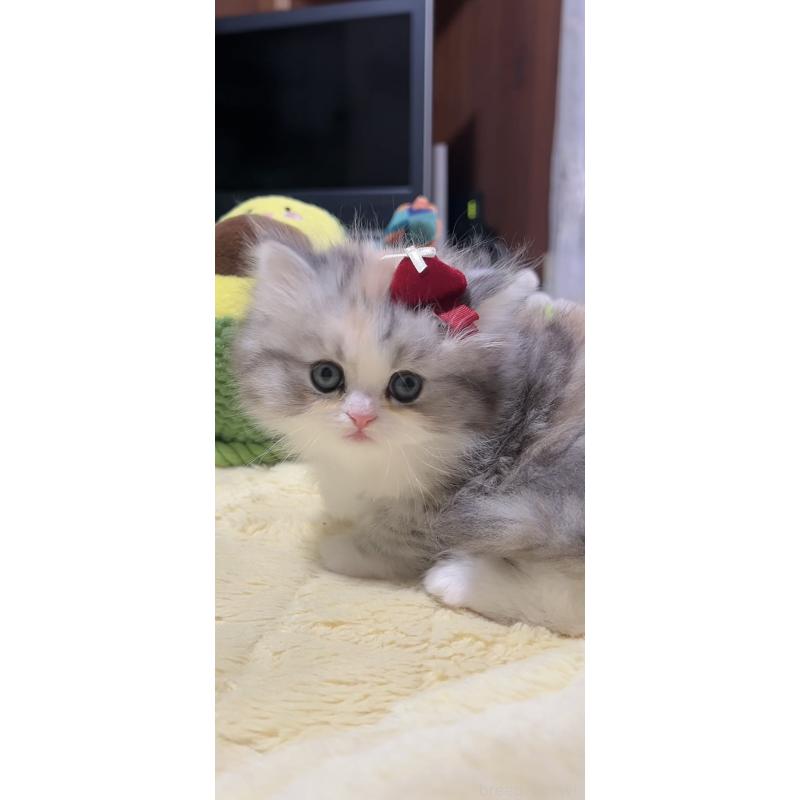 販売中の岐阜県のミヌエット-140057の6枚目