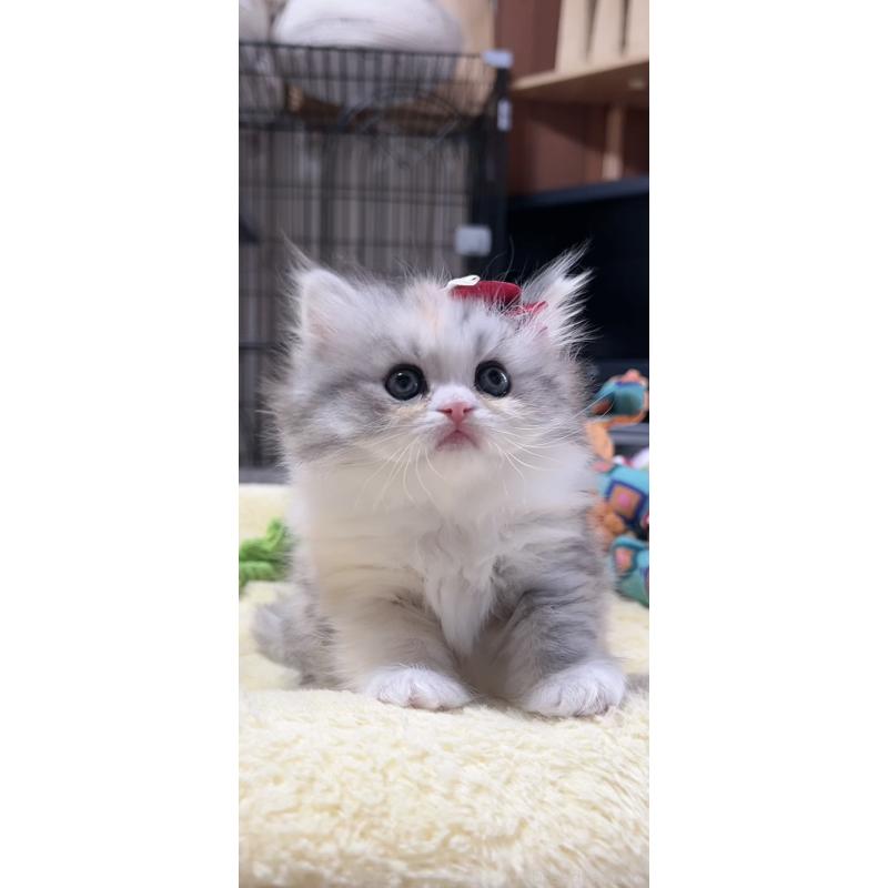 販売中の岐阜県のミヌエット-140057の5枚目