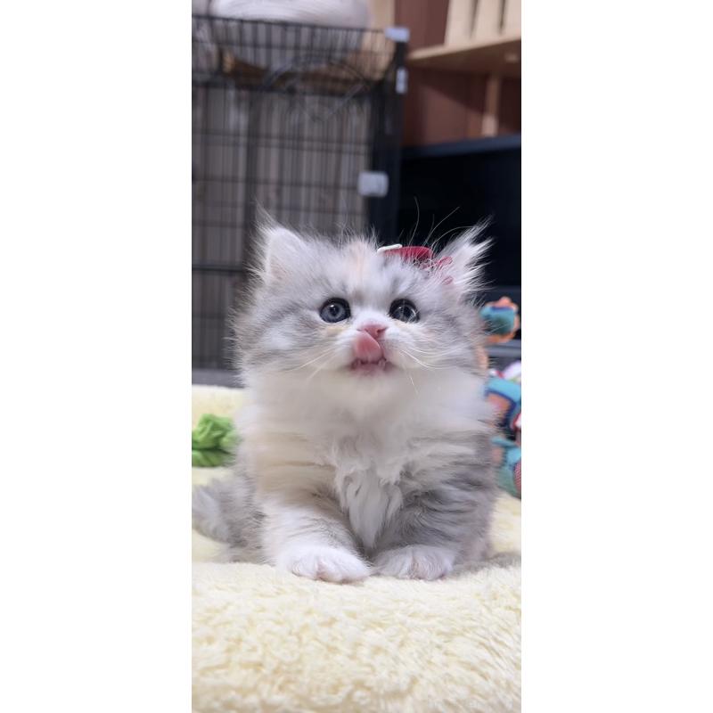 販売中の岐阜県のミヌエット-140057の4枚目